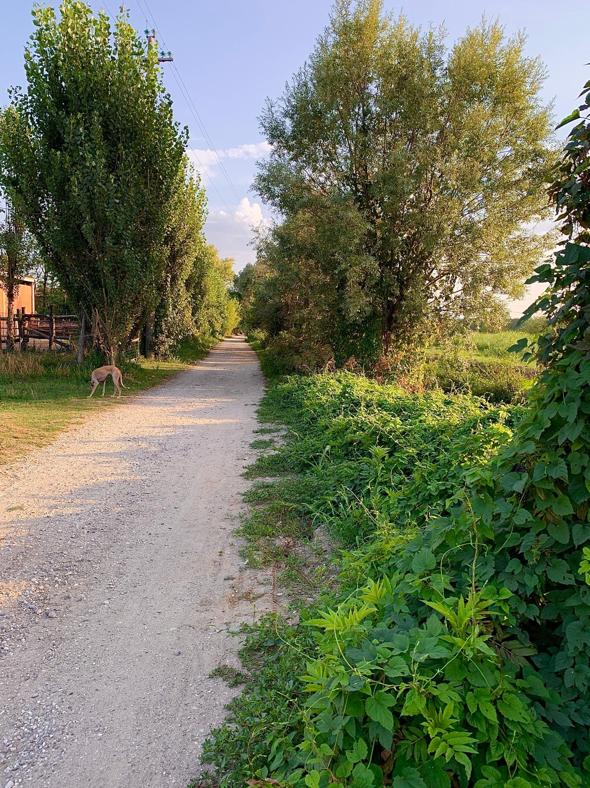 Strada bianca tra pioppi e vegetazione estiva