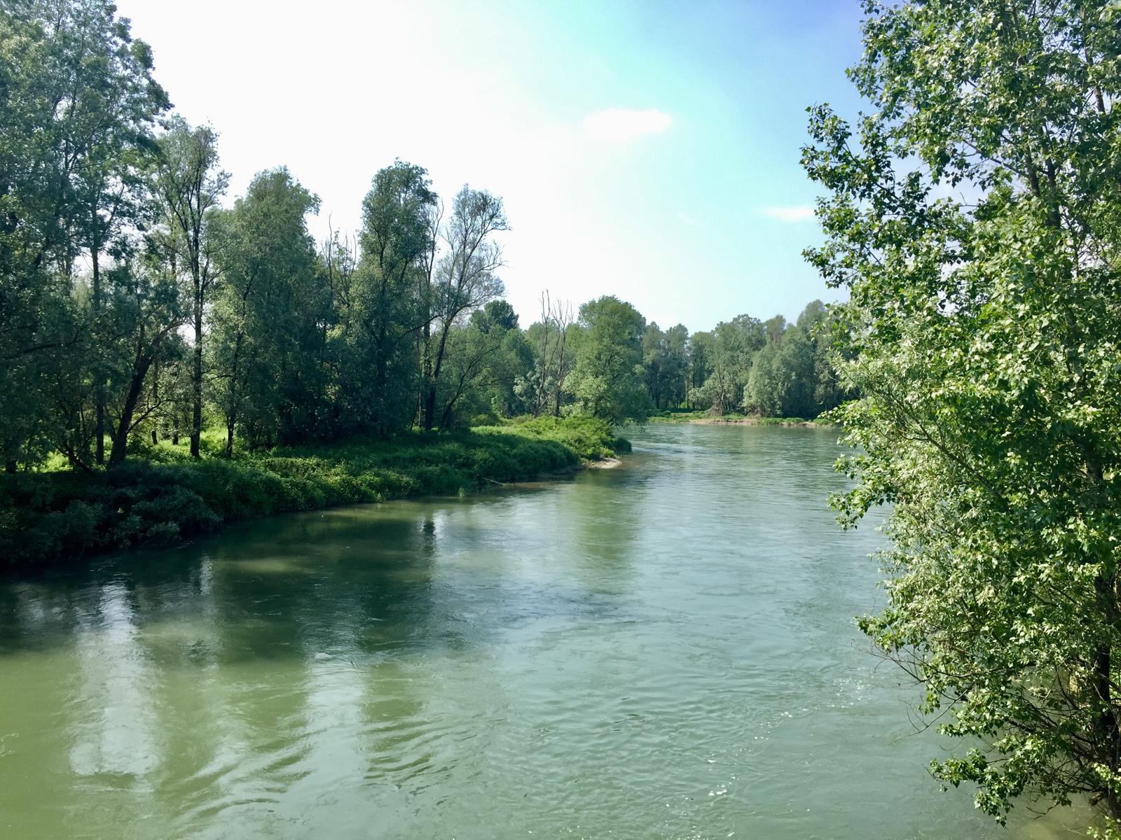 Il fiume Oglio tra la vegetazione rigogliosa