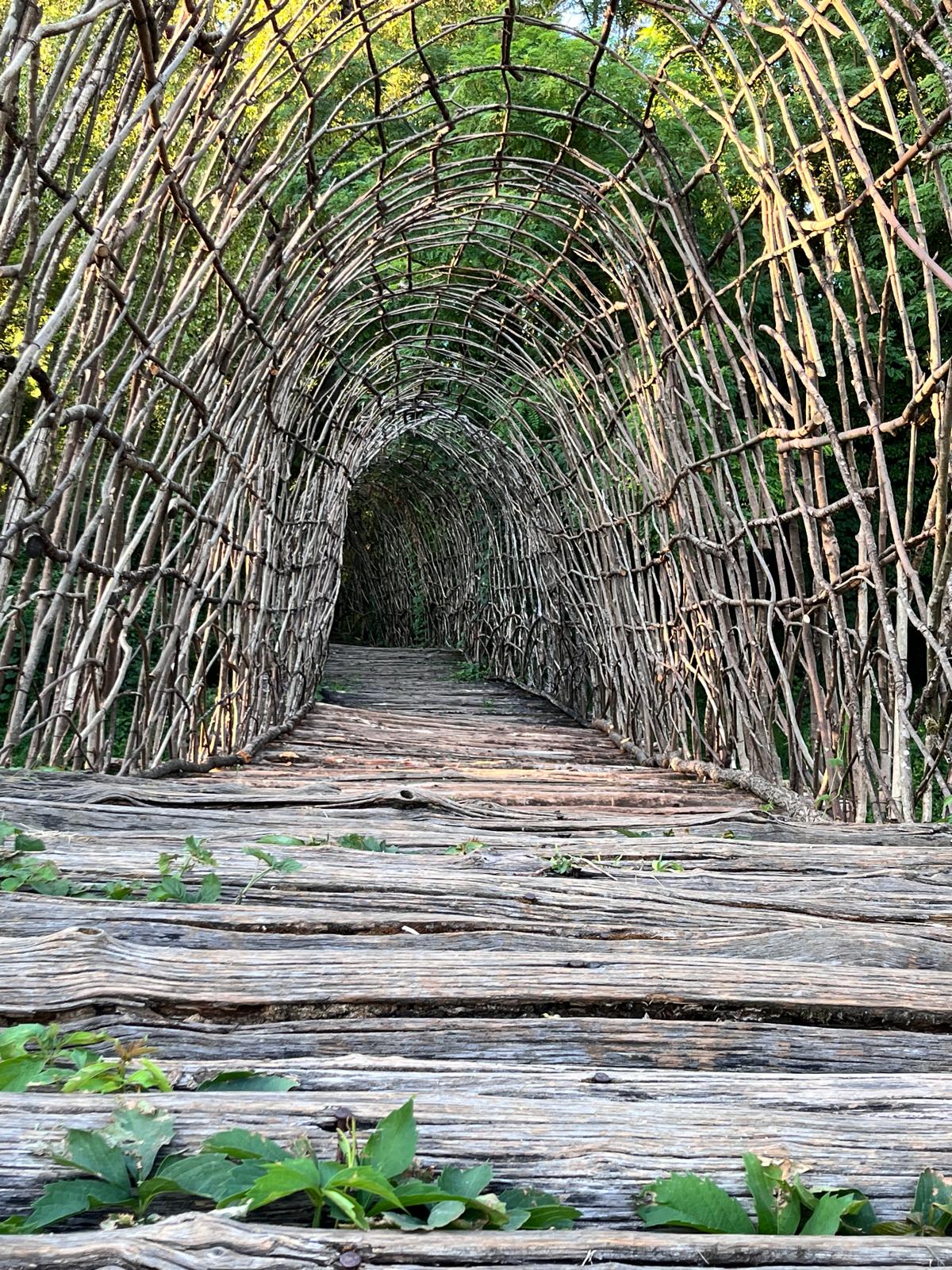 Tunnel di rami intrecciati nel parco naturale