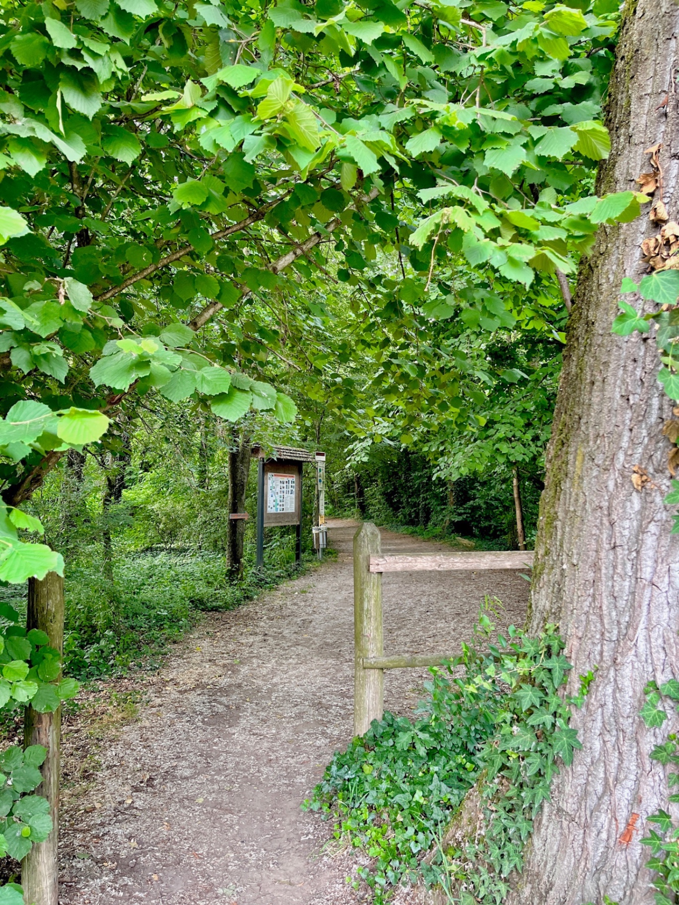 Sentiero nel bosco delle Risorgive