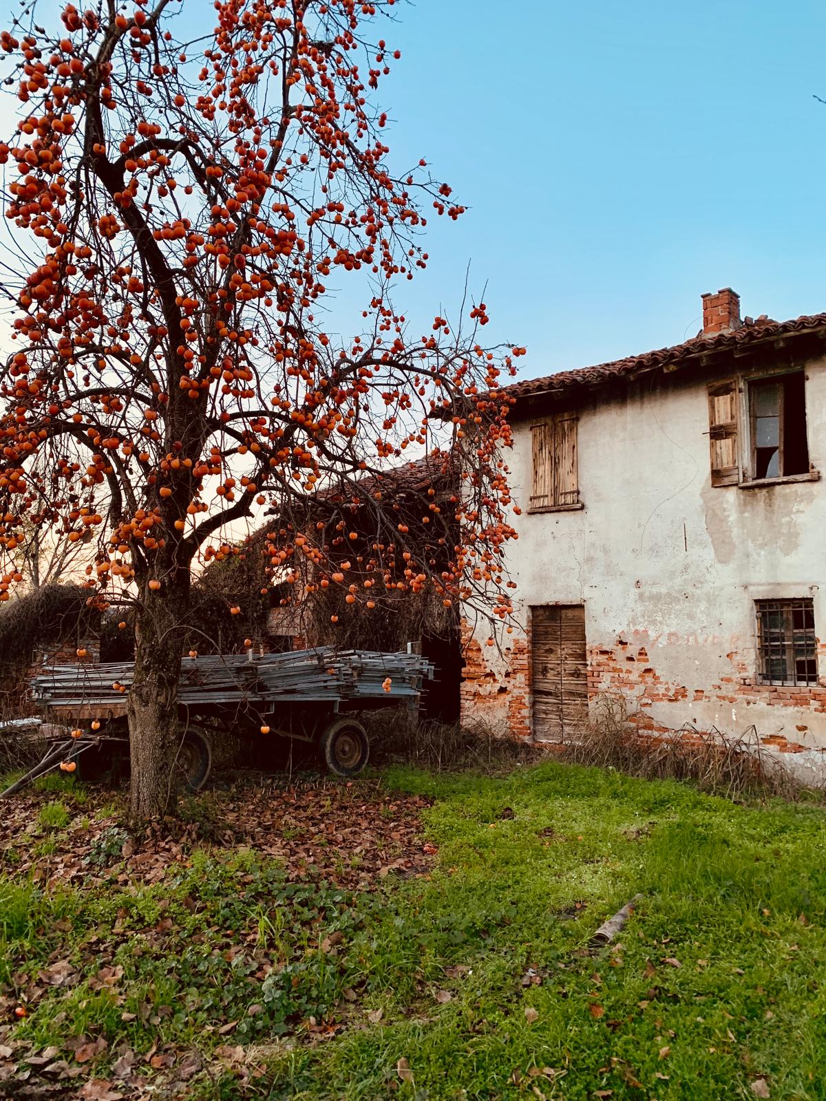 Cachi maturi su albero accanto a un vecchio cascinale