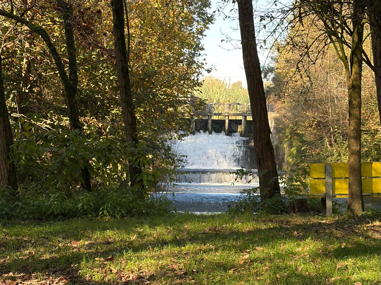 Cascata e sbarramento d'acqua nel bosco