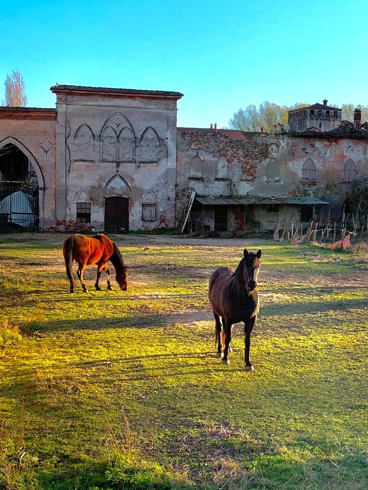 Cavalli al pascolo davanti a un antico cascinale in stile gotico