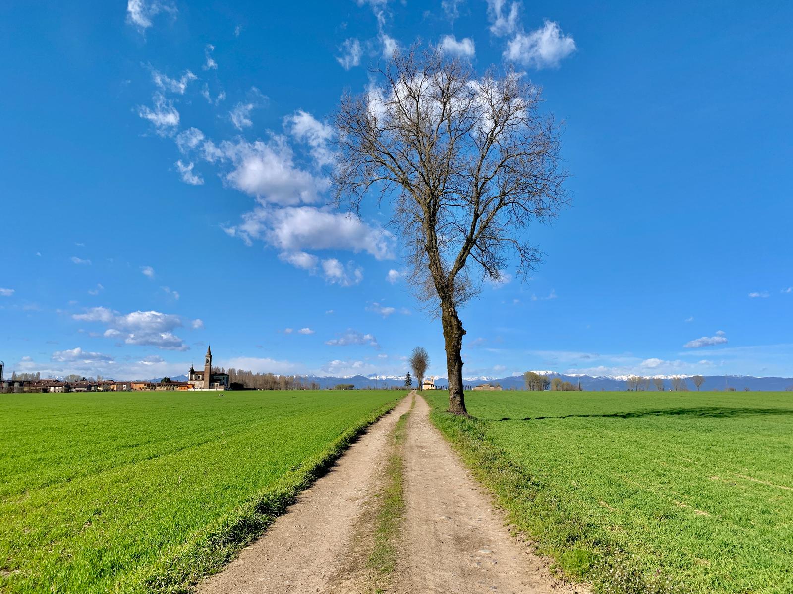 Sentiero di campagna con albero solitario e vista sulle Alpi