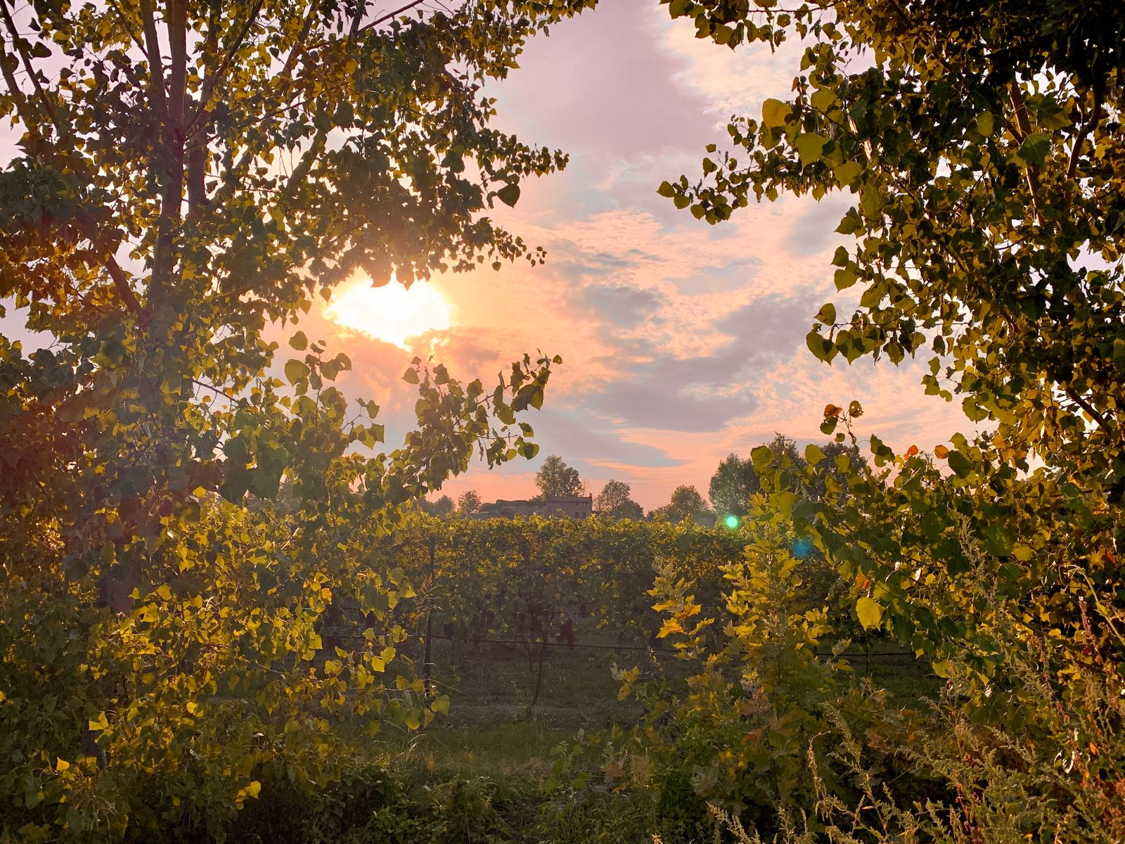 Tramonto sui vigneti tra le fronde degli alberi